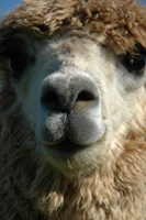 Up Close and Personal Alpaca
